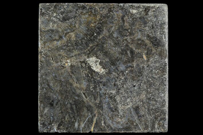 Rhynie Chert - Early Devonian Vascular Plant Fossils #86738